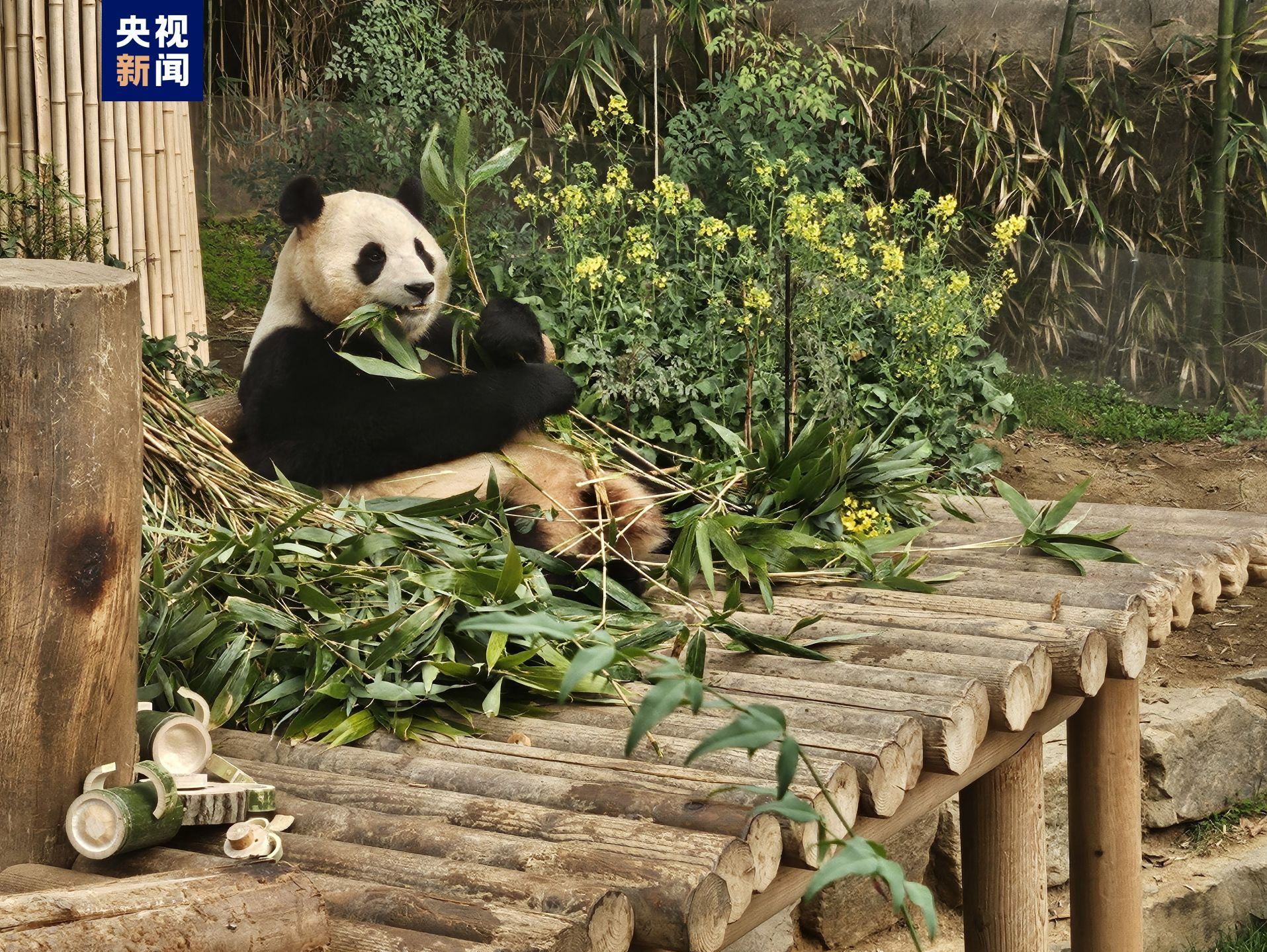 旅韩大熊猫“福宝”回国前最后一日展出，数千韩国民众送别 
