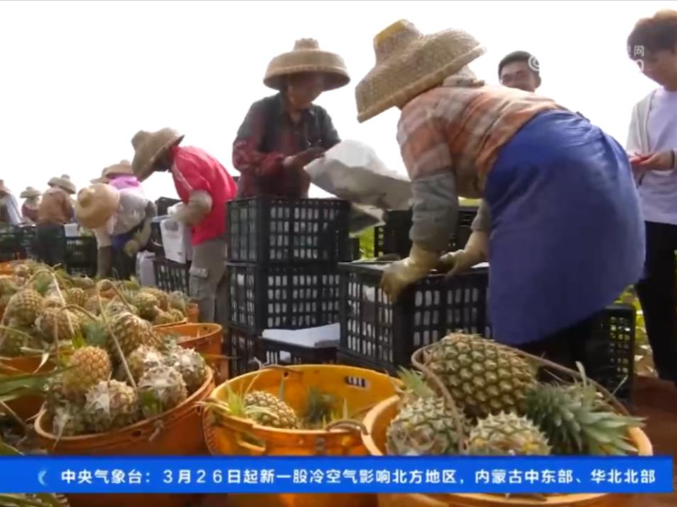 广东徐闻：35万亩菠萝采收 种植户瞄准海外市场 