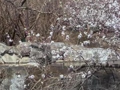 春色满园 国家植物园第二届桃花观赏季在京开幕