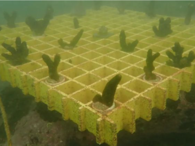 深圳首例！去海底种珊瑚真的能从轻量刑！事情是这样的……