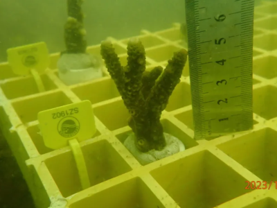 种了607株红珊瑚修复环境被从轻量刑？深圳首例开展诉前替代性修复工作的污染环境案，到底怎么一回事？