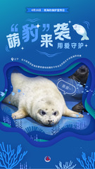 （图表·海报）斑海豹保护宣传日：萌“豹”来袭 用爱守护（3）