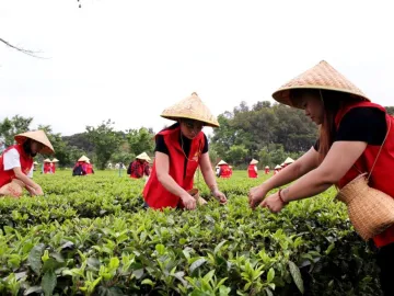 2024第六届中国·英德红茶头采季开采，实现综合产值75.26亿元