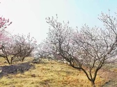 内蒙古赤峰：春风送暖杏花开