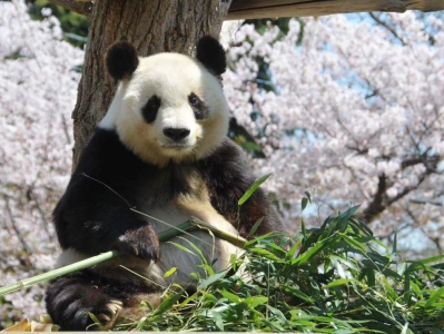 日本动物园5月将为大熊猫“爽爽”举行追悼仪式
