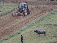 广西实施水稻增密增穗三年行动助力提升单产