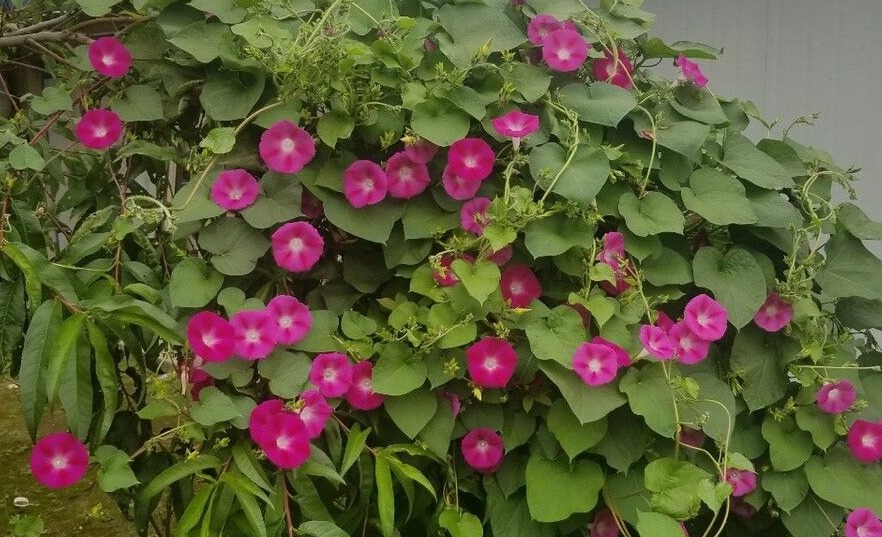 在家种花草可获政府奖励吗？深圳立体绿化新规说明来了