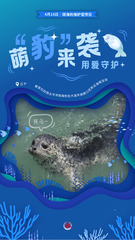 （图表·海报）斑海豹保护宣传日：萌“豹”来袭 用爱守护（2）