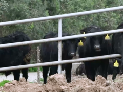 陕西：“智能项圈”助力肉牛养殖提质增效