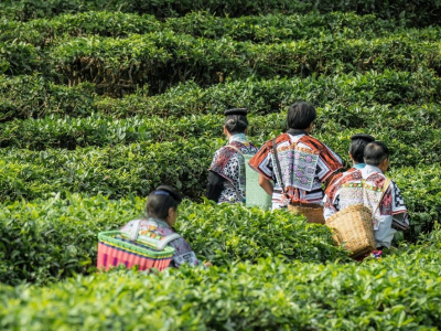 品质供应链推动茶文化创新，喜茶发布新茶饮茶文旅线路攻略 