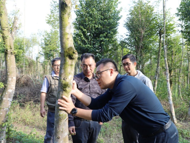 莞揭对口帮扶沉香发展，产业合作共建再升级