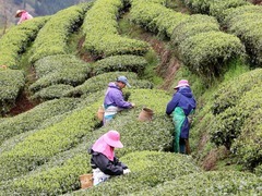 让一片叶子成为群众增收致富的“绿色银行”——广西三江以茶旅融合推进乡村振兴见闻