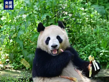 定了！大熊猫“云川”和“鑫宝”将赴美，期限10年 