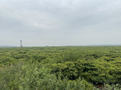 广东今年计划营造红树林2600公顷