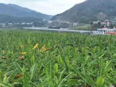 贵州册亨：科技赋能糯米蕉全产业链建设