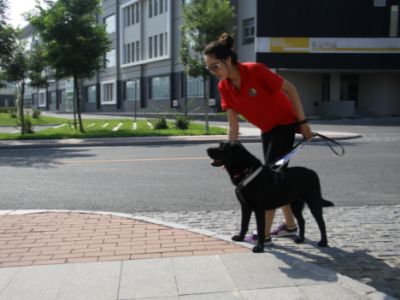 国际导盲犬日：八年投身导盲犬公益，新瑞鹏践行新时代企业使命