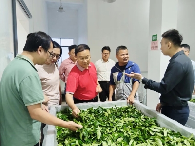 让“绿叶子”变成“金叶子”，广东省农科院专家下乡为陆河茶产业支招