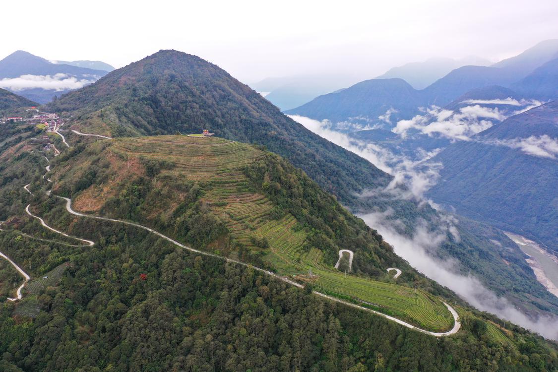 绿叶子变“金叶子”！佛山援藏力量助墨脱开拓致富路