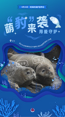 （图表·海报）斑海豹保护宣传日：萌“豹”来袭 用爱守护（4）