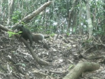 小灵猫、中华穿山甲……龙岗的珍稀野生动物曝照了！