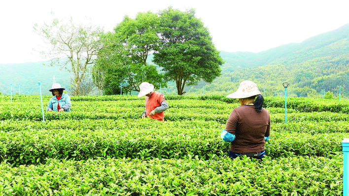 龙门地派：春茶第一采 茶香引客来