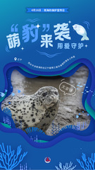 （图表·海报）斑海豹保护宣传日：萌“豹”来袭 用爱守护（1）