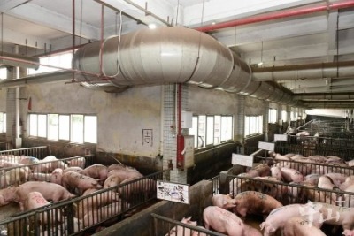 珠江西岸唯一！中山一生猪屠宰企业获评为国家级示范单位