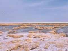 内蒙古：乌兰诺尔湿地生态美 候鸟奔赴春之约