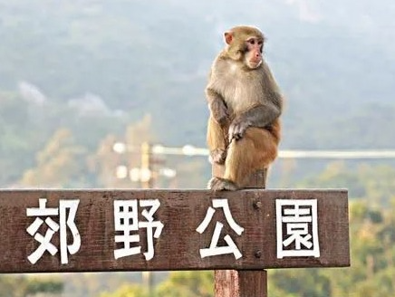 香港发现首例人类感染猴疱疹病毒！患者曾被野生猴子袭击