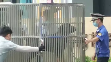小区上演“狗咬狗”！涉事黑犬原是“惯犯” | 小区大件事