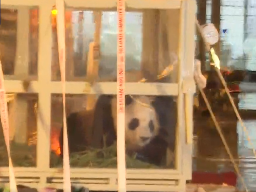 欢迎回家！旅韩大熊猫“福宝”平安抵达成都