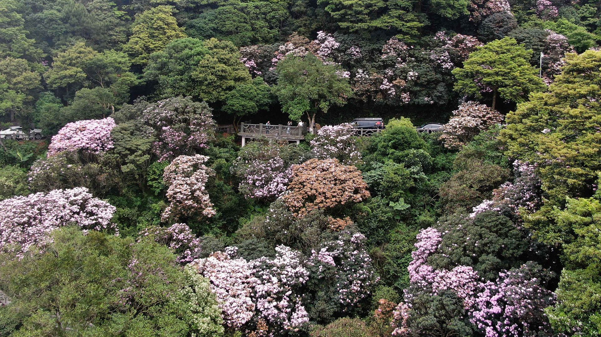 惊艳！梧桐山毛棉杜鹃花开出极致之美