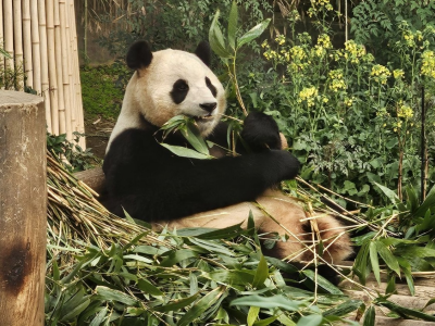 回家啦！大熊猫“福宝”搭乘包机起飞回国