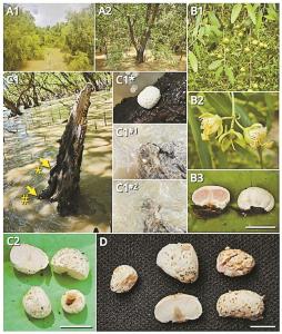 西湾红树林发现两种新“海洋蘑菇”