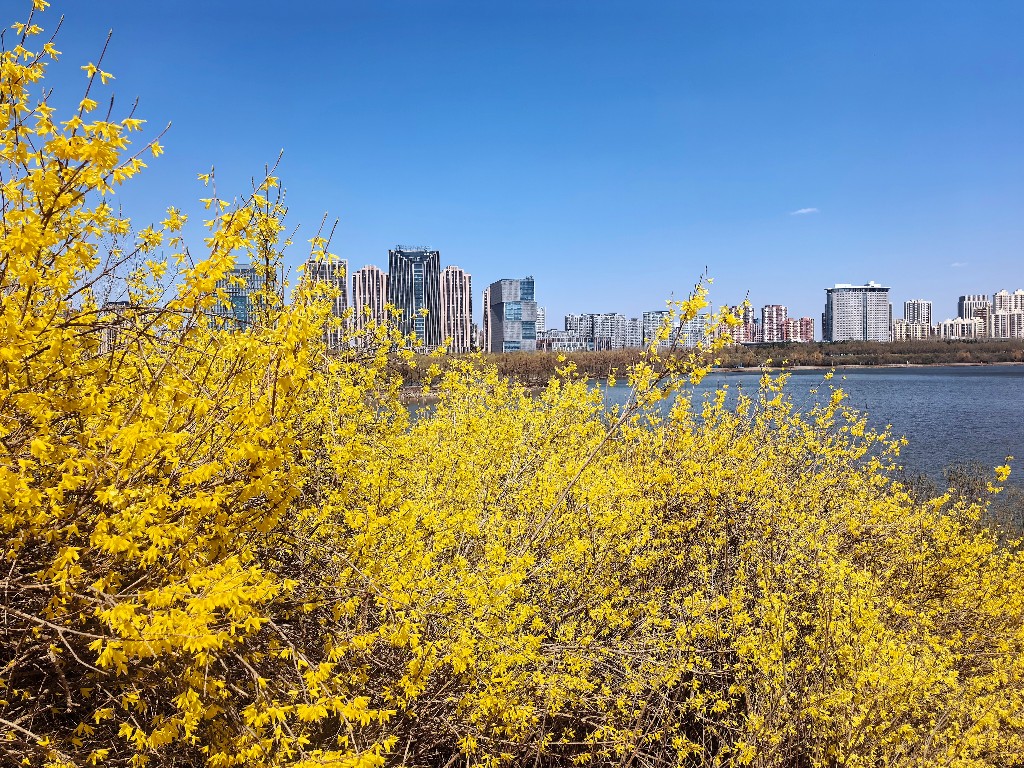 哈尔滨哪里有“一路繁花”？看这份赏花路线图→