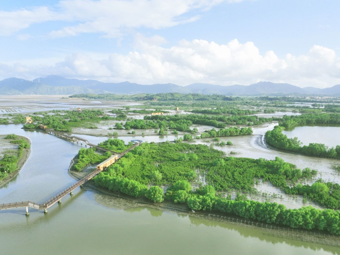 广东获首批国家红树林造林奖励新增建设用地计划指标