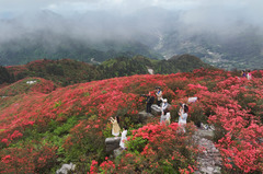 贵州：鹃红满山美如画