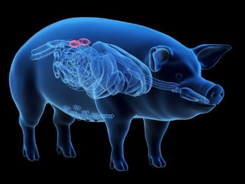 科创前沿 | 基因工程更加精准编辑生物体