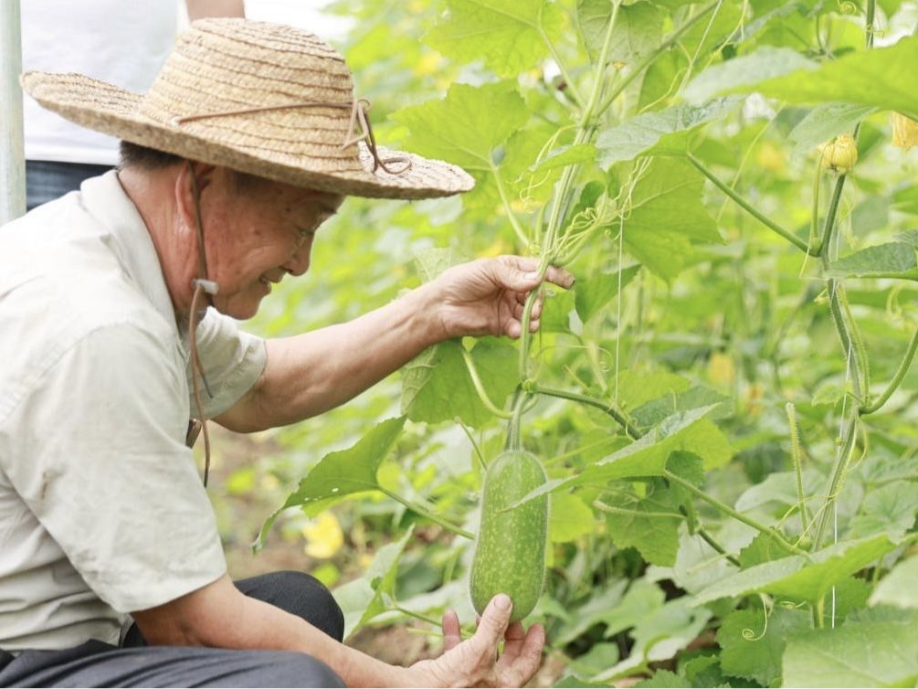 广州南沙有个“节瓜村”，大棚种植节瓜提前2个月上市