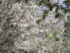 新疆莎车万亩樱桃花盛放 