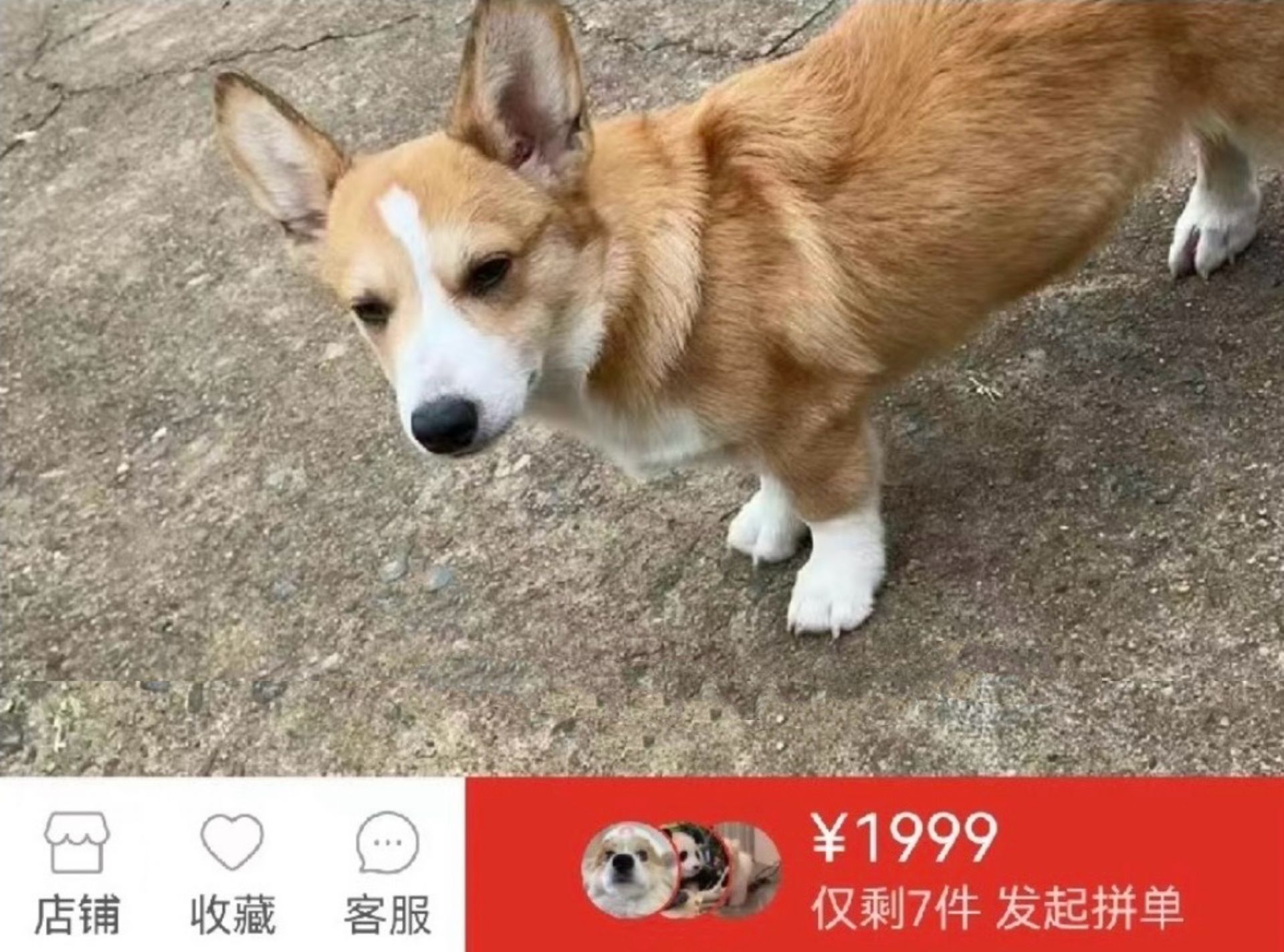 网事 | 寻狗启事竟引来骗子，原来是个“连环套”啊！