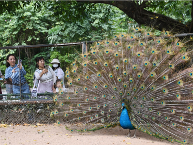 游客在深圳野生动物园邂逅“奇妙的朋友”