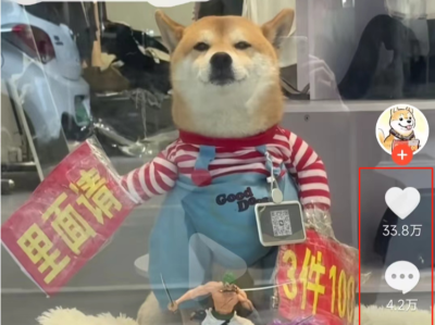 福建泉州一服装店“迎宾柴犬”走红，网友：每一口狗粮都是自己挣的