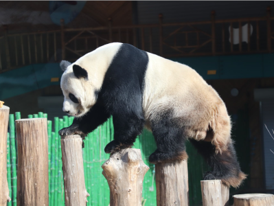官方一次性“点名”通报！这6人惹了大熊猫，终身禁入！