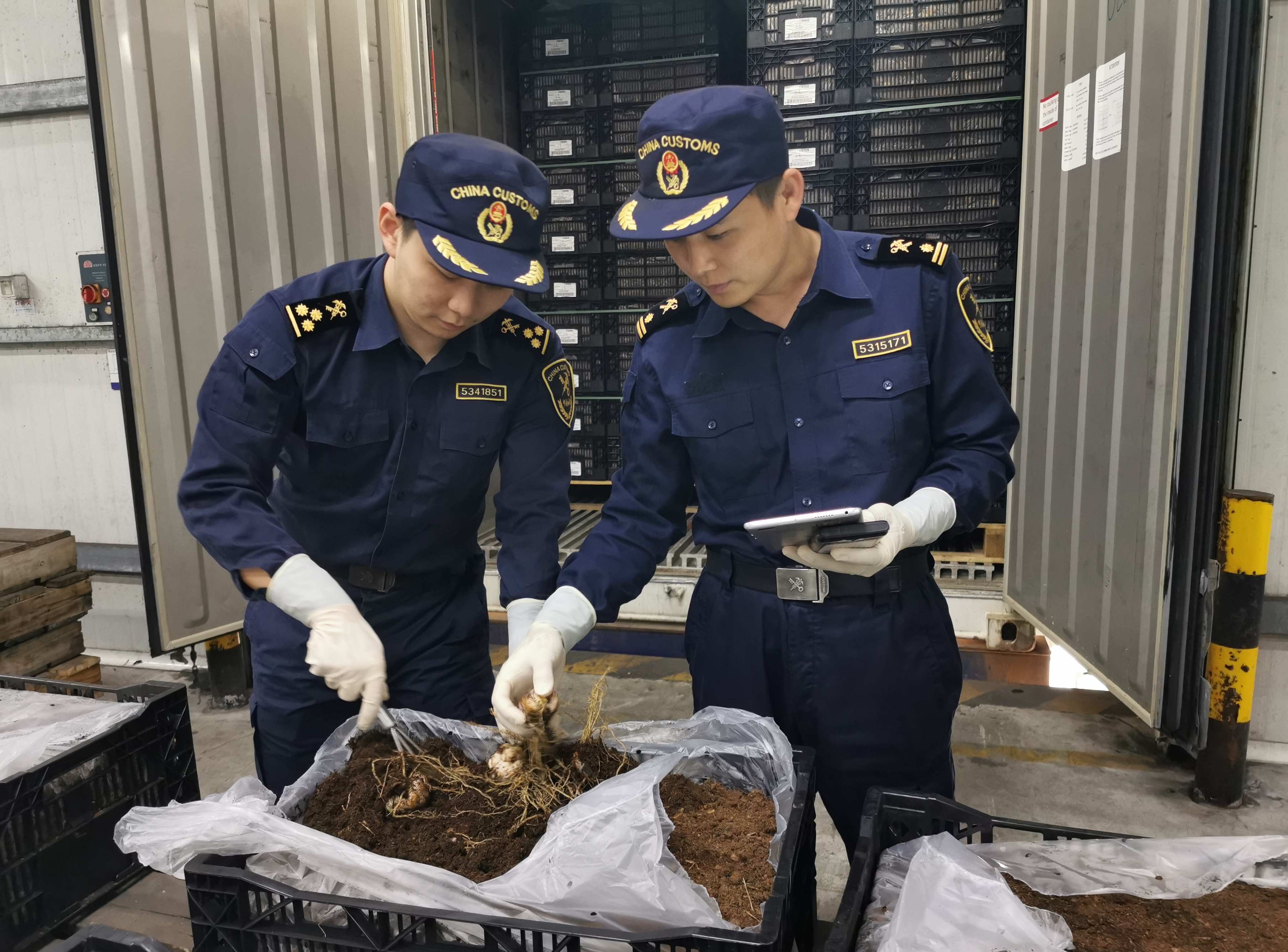 深圳海关按下通关“加速键”，保障进口种苗“不误春光”