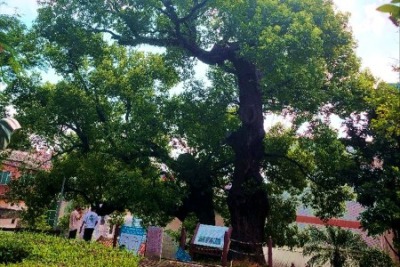 支持绿美中山生态建设！民企和社会组织积极认养古树名木