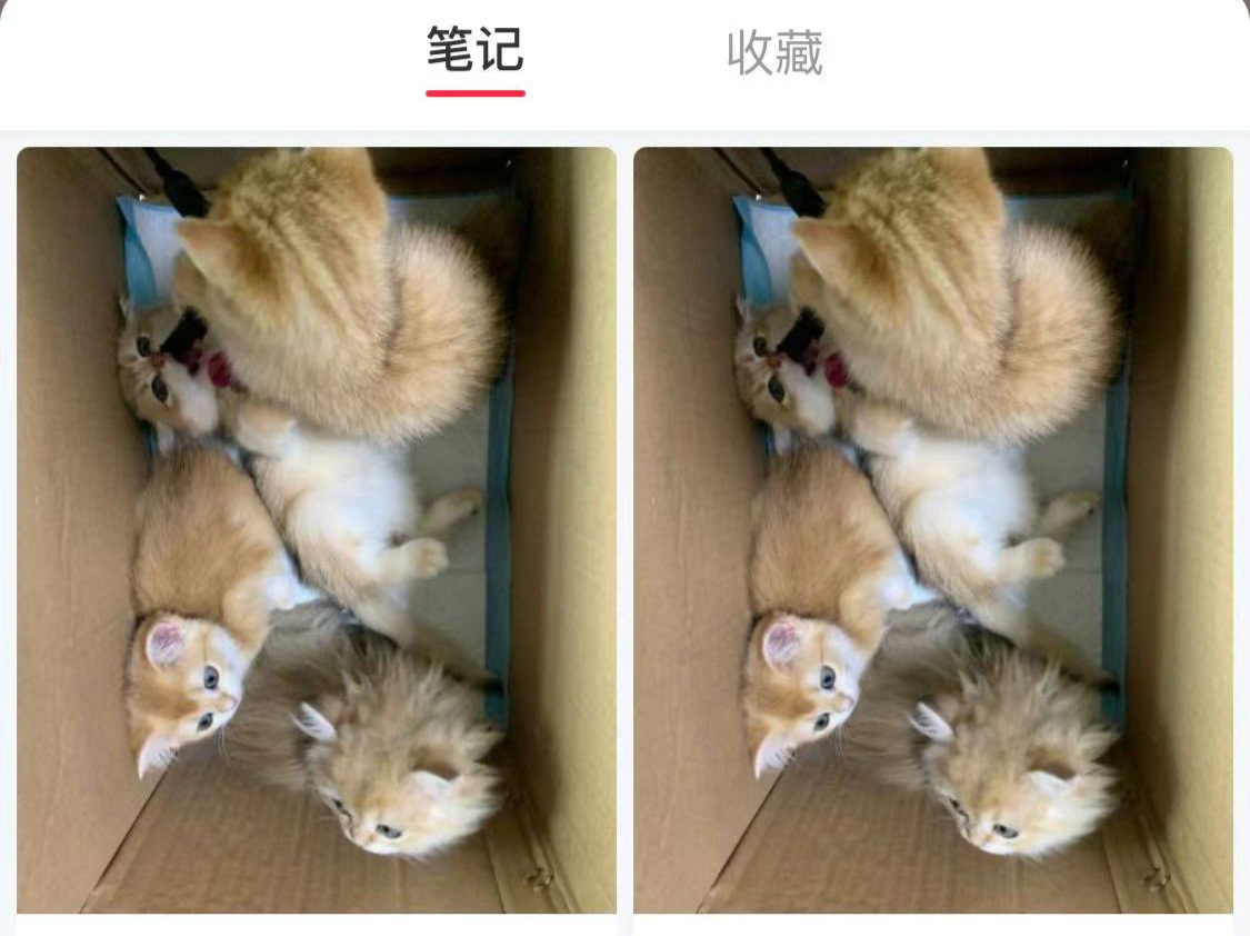 市民遭遇“无偿领养”猫咪套路，律师：针对不合理的格式条款消费者可主张解除合同