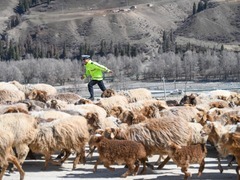 交警变身“牧羊人” 护航牧民转场路