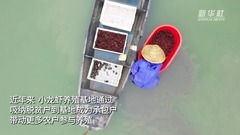 广西隆安：小龙虾与水稻轮作助农增收