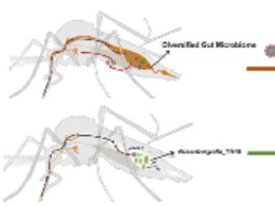 为阻断蚊虫传播病毒，这个研究团队“扰乱”了蚊虫的肠道，相关成果登上《科学》